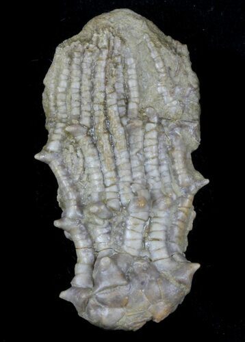 Detailed Fossil Crinoid (Dasciocrinus) - Alabama #58258